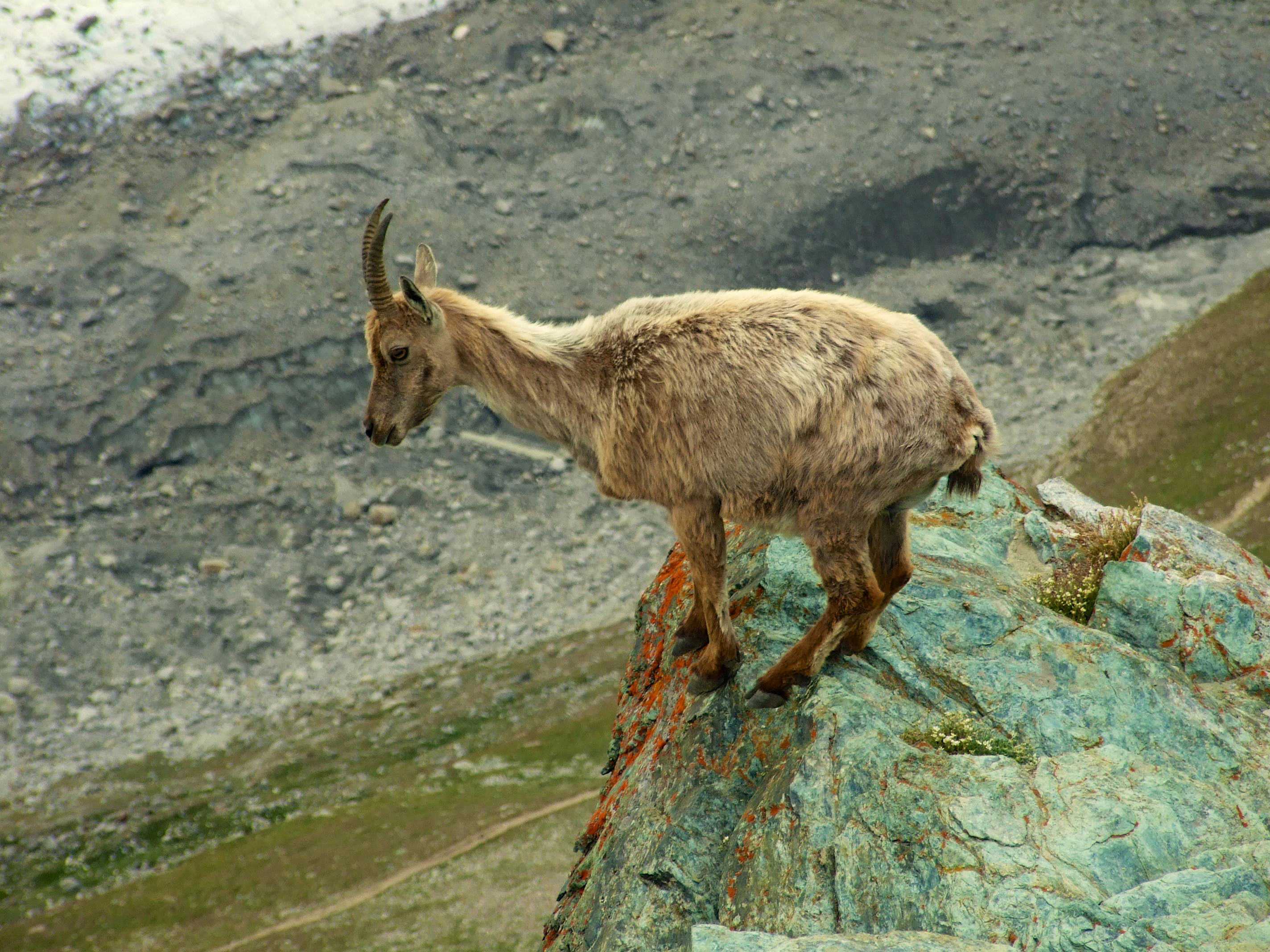 Ged overvejer at springe fra klippe